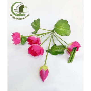 Hoa sen giả - Bụi sen lá cuốn lớn