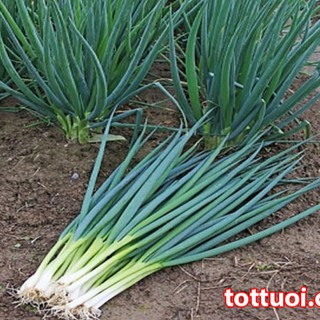Hạt giống Hành lá cao sản gốc trắng 2gr - HG1