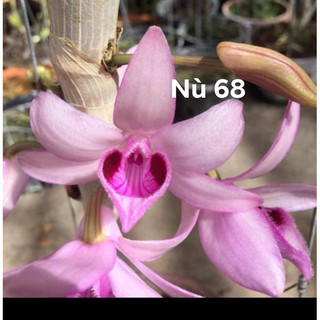 Phi điệp nù 68