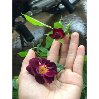 [ XẢ - CẮT LỖ] Hoa hồng Midnight Blue