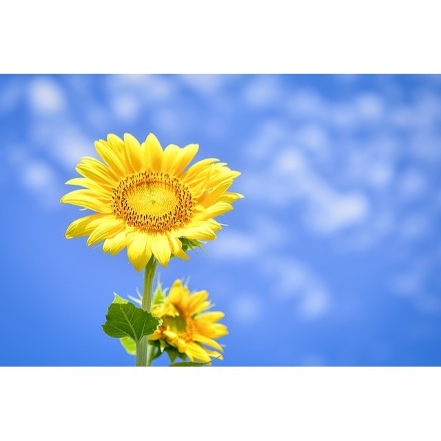 sunsun_house, Cửa hàng trực tuyến | BigBuy360 - bigbuy360.vn