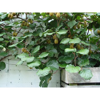Hạt Giống Cây Kiwi