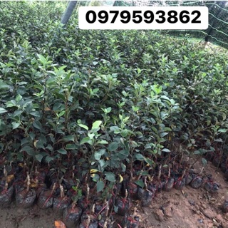 Combo táo, sung Mỹ, nho