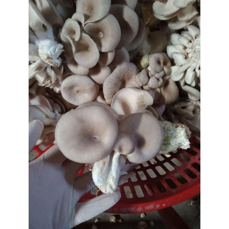 10 phôi bào ngư thái xám