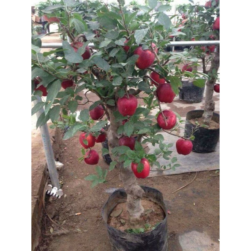 Táo Đỏ Lùn F1🍎🍎🍎 Trồng Bonsai