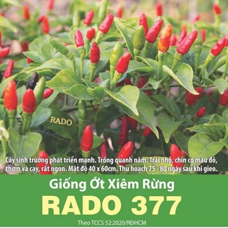 Hạt giống ớt xiêm rừng rado 377 rạng đông | vtnn cần thơ