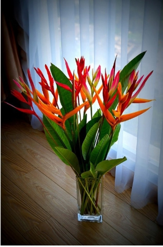 CHẬU CÂY THIÊN ĐIỂU + Tặng 02 cây nhót ngọt