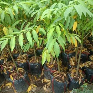 CÂY GIỐNG CÓC LÙN SIÊU QUẢ