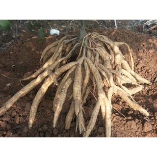 BỘT SẮN DÂY NGUYÊN CHẤT NHÀ LÀM (1kg)