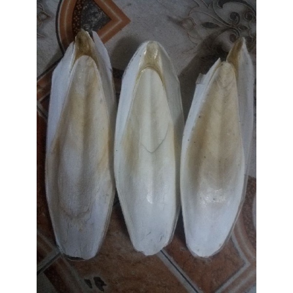 Combo 5 chiếc mai mực/nan mực nguyên miếng kích thước 20-21cm