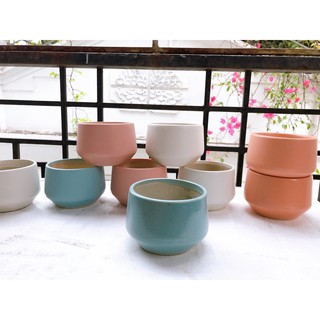 Cây sen đá mông lithops 1 năm tuổi