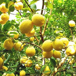 Cây Giống Chanh Vàng Mỹ