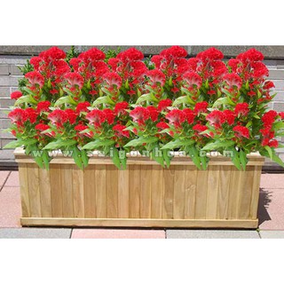 CHẬU HOA MÀO GÀ SIÊU ĐẸP