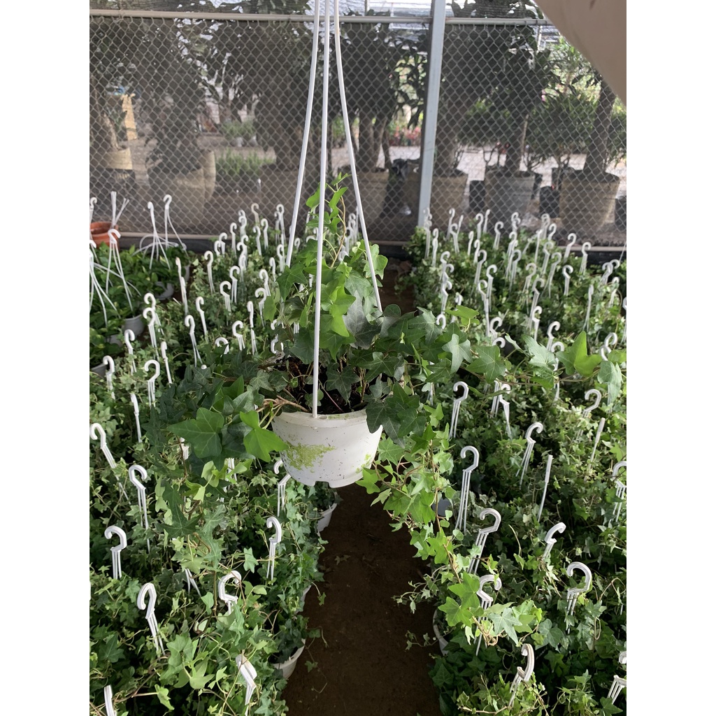 Cây thường xuân chậu treo sum xuê lá rủ 25-30cm thích hợp trang trí cảnh quan và treo ban công