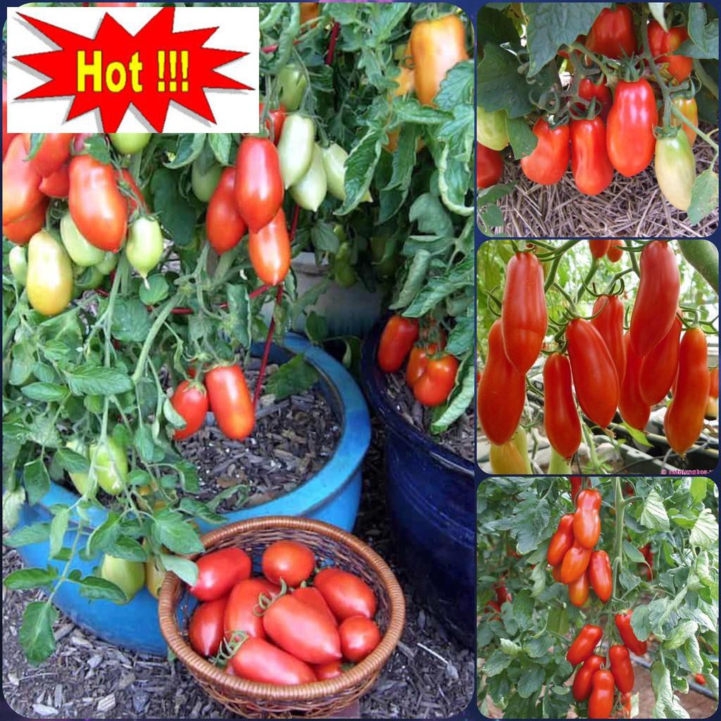 Hạt Giống Cà Chua Qủa Lê, Ý Roma, Gia Truyền, 30 Hạt Hữu Cơ, Quả ĐỎ Thơm Ngon Chịu Nhiệt