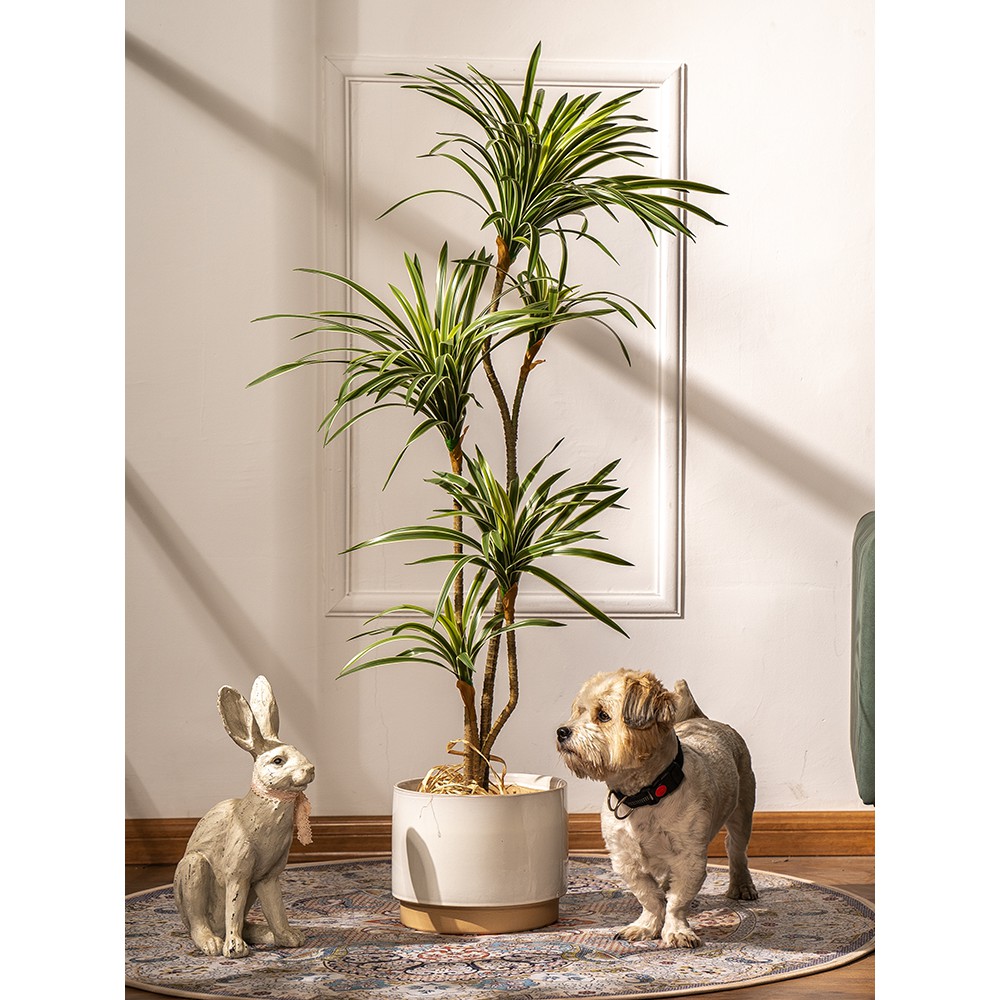 Cây phát tài núi decor 1m60 - cây dứa bạc thân 3 nhánh nghệ thuật