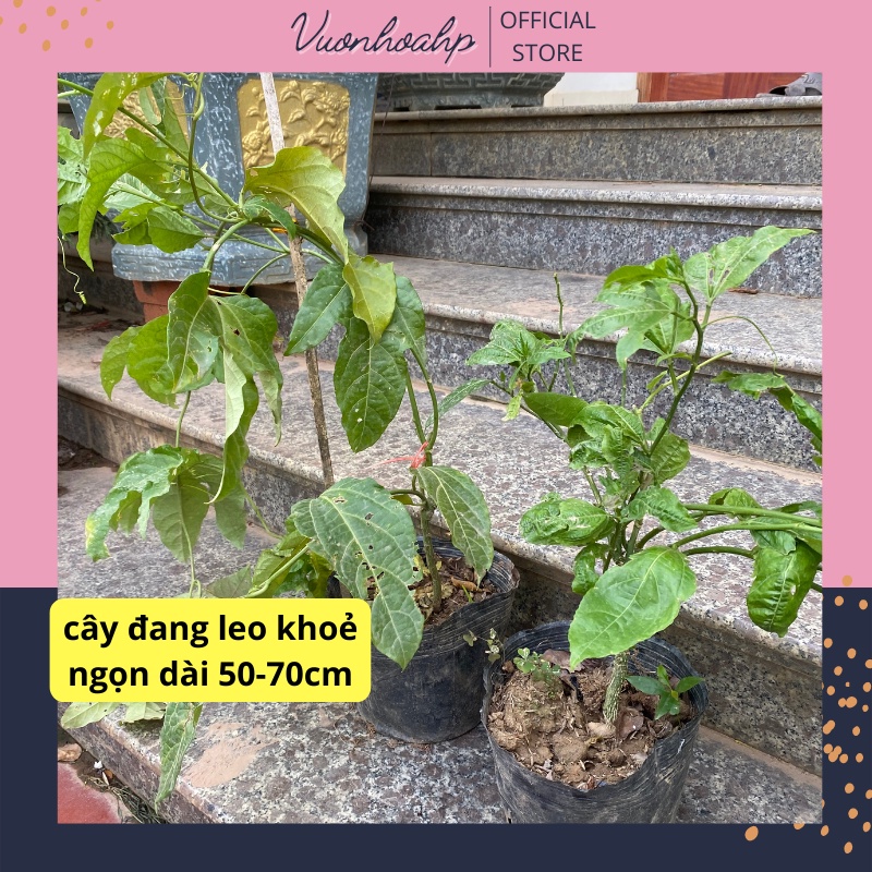 Cây chanh leo tím  cao 50-70cm giống ảnh thật số 3 trồng bịch đen, lỗi 1 đổi 1