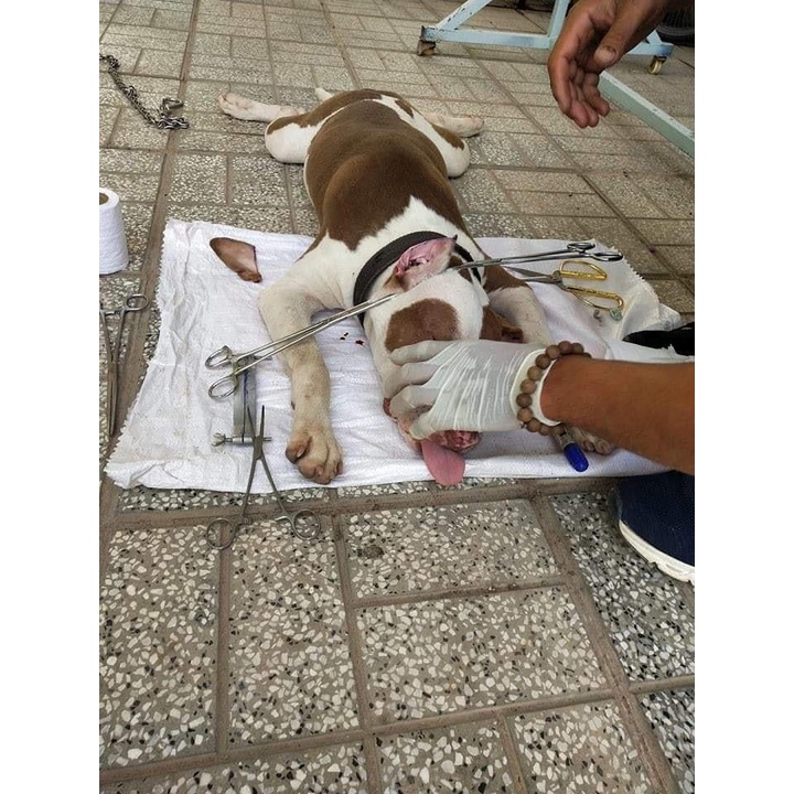 Bộ khuôn cắt tai chó