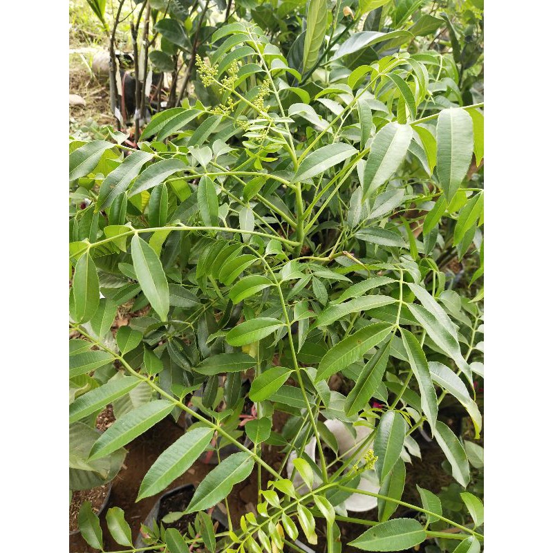 Cốc thái  30k/cây