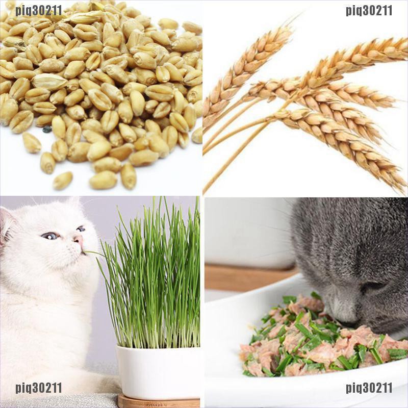 Hạt giống cỏ mèo bổ xung chất xơ giúp tiêu búi lông cho mèo túi 10g - Long Vũ Pet Food