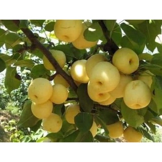 CÂY GIỐNG LÊ VÀNG TỨ QUÝ