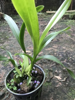 Lan vũ nữ vàng mai