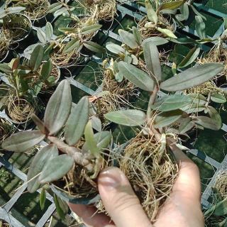 Hoa lan giả hạt Châu Như