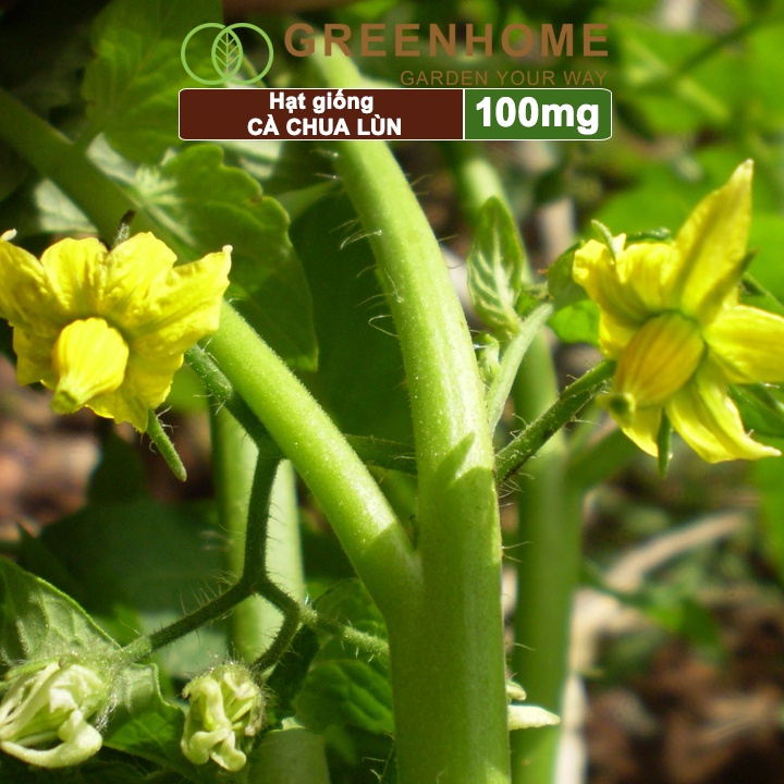 Hạt giống cà chua chịu nhiệt F1, gói 100mg, trồng chậu, ra nhiều quả, cây sinh trưởng nhanh T15 |Greenhome
