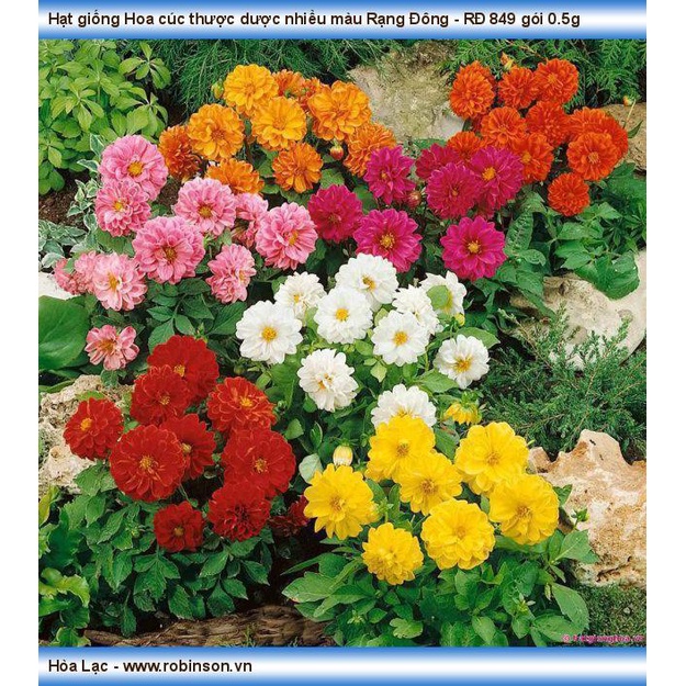 Hạt giống hoa Cúc Susi loại F1 dễ trồng tỉ lệ nảy mầm cao hoa mix màu