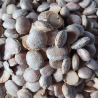 Hạt Sachi đắt lắt