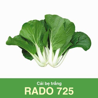Hạt Giống Cải Bẹ Trắng Rado 725 Rạng Đông, (gói 20gr) Trồng Quanh Năm, Bẹ Lớn, Dày, Xanh Mướt, Thu sau 35_40 ngày Gieo