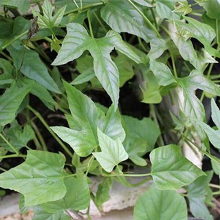 bâu cây chìa vôi giống ( cây Bạch liễm, Bạch phấn đằng)