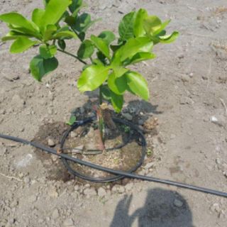 Ống PE 16 Khang Thịnh