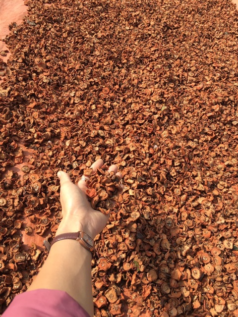 1kg. TÁO MÈO KHÔ CHUẨN RỪNG TÂY BẮC. | BigBuy360 - bigbuy360.vn