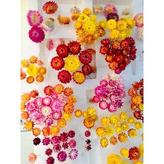 10 đầu bông Hoa cúc Bất tử khô Đà Lạt, nhiều size hoa, mix màu (Strawflower)