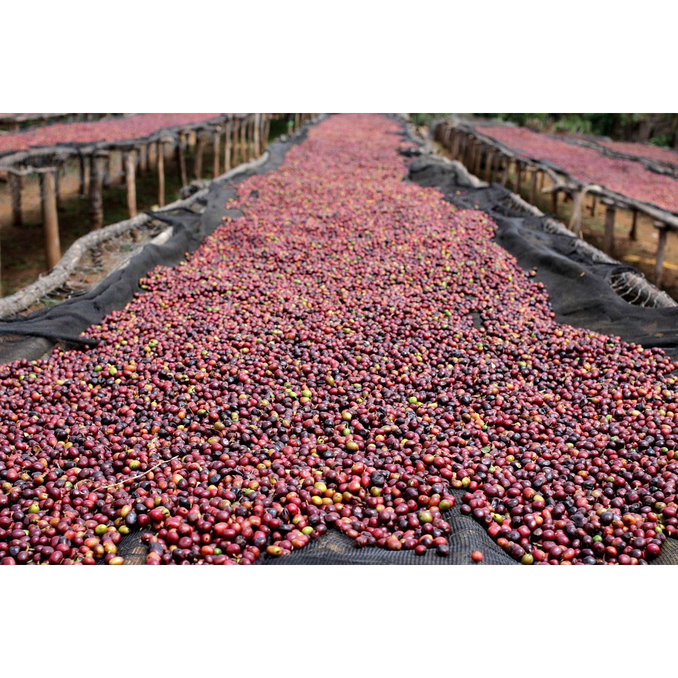 500G ROBUSTA ĐẮK LẮK GU CAFE ĐÁ