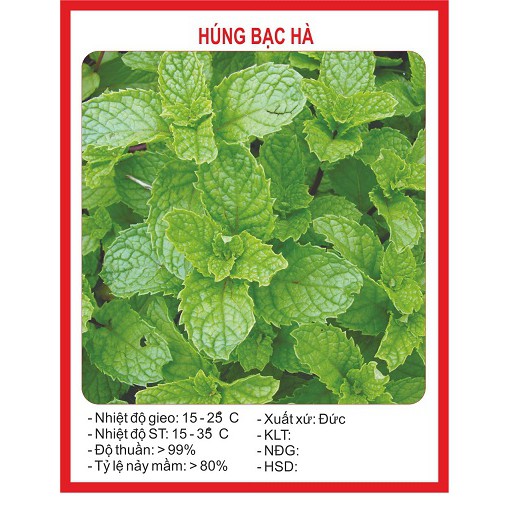 Hạt giống Húng Bạc Hà, Húng Lủi (0.1g)