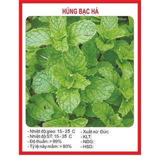 Hạt giống Húng bạc hà (Húng lủi) – 0.1Gram