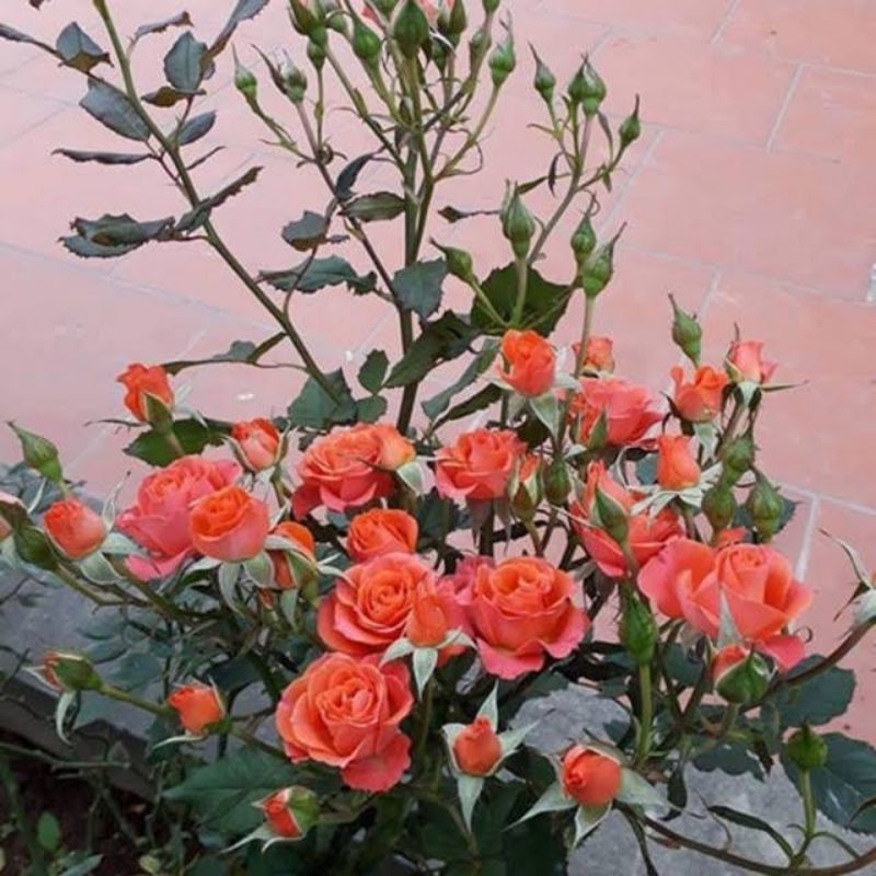 Phân bón Đầu trâu 701.. Chuyên dùng cho hoa lan, cây cảnh, kích ra hoa