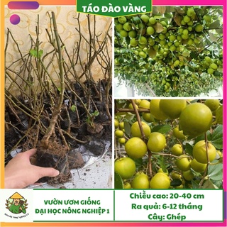 Cây giống táo đào vàng F1, giống cây táo đào vàng đại học nông nghiệp, cây táo đào vàng ghép cao 25cm - 35cm