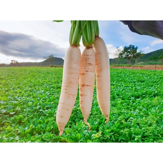 Hạt giống củ cải trắng 20gram - củ cải to trắng, giống chuẩn