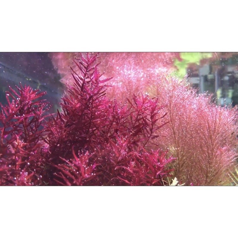 Extreme Fe+ (230ml) - Phân Nước Cung Cấp Sắt (Fe) Cho Bể Thuỷ Sinh [Thủy Sinh AZ]