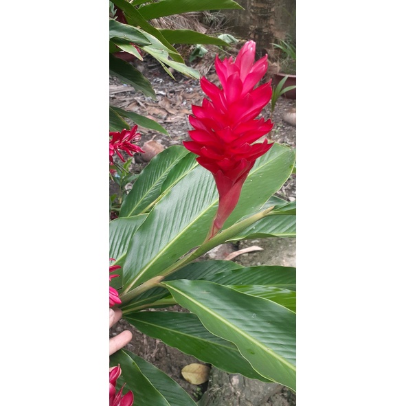 Cây hoa Hạnh Phúc giống (Riềng tía)( giao cây ảnh cuối)