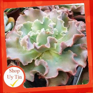 sen đá bắp cải trung🍏 |FREESHIP| 🔥 XỨ NÓNG, ĐÃ THUẦN KHÍ HẬU, KHOẺ ĐẸP 🍏 LỖI 1 ĐỔI 1