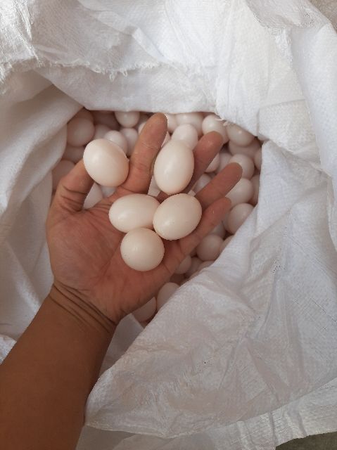 Trứng bồ câu nhựa - giả - combo 50 quả