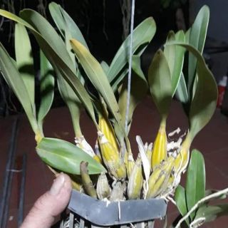 LAN SƠN THỦY TIÊN