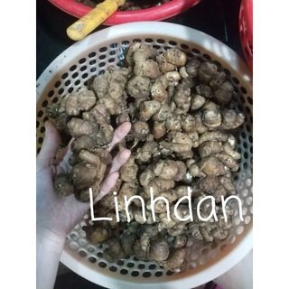 Củ xá kén tươi 85k 1kg