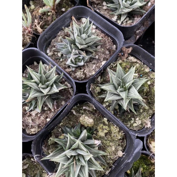 Sale 50%-Sen đá Haworthia móng rồng bạc var