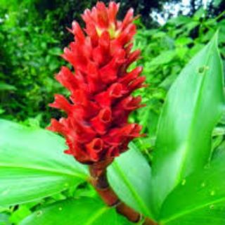 2 cây giống các lồi