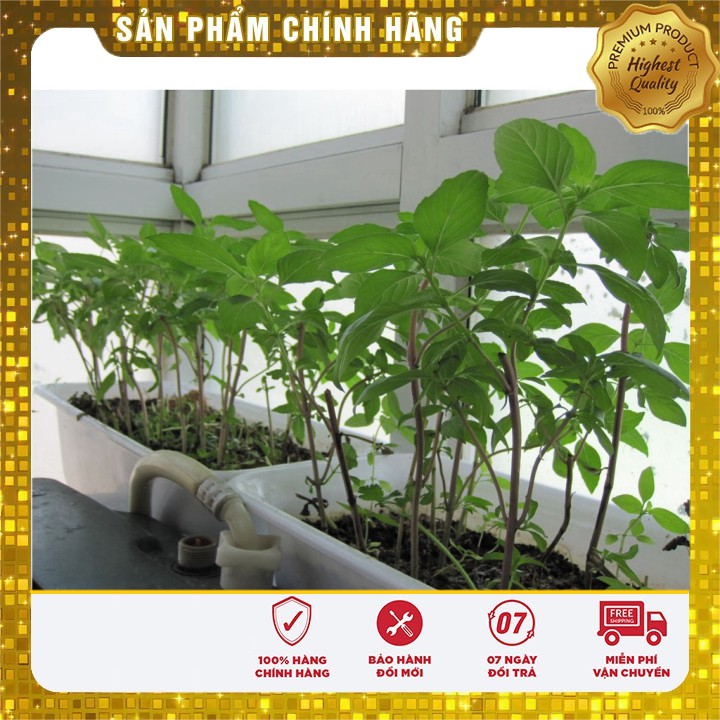 Hạt giống Rau Húng Quê ( gói 2 gram )